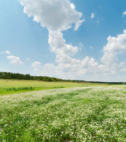 Grönt fält med chamomiles under himmel med moln — Stockfoto