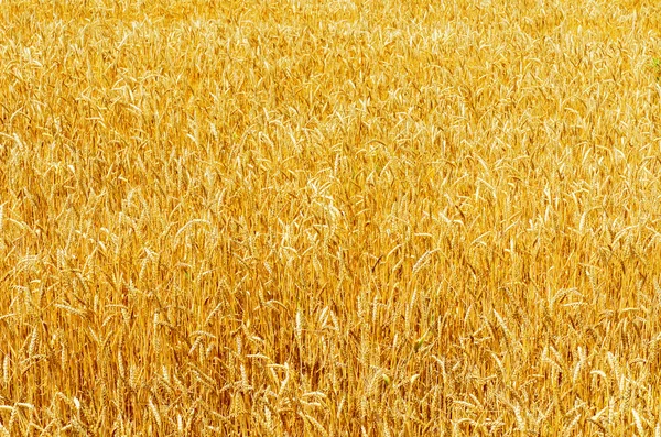 Campo de colheita maduro amarelo — Fotografia de Stock