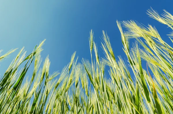 Groene granen plant onder diep blauwe hemel — Stockfoto