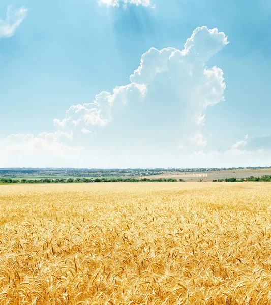 Campo de oro con la cosecha y las nubes en cielo azul — Foto de Stock