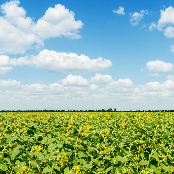 Field with sunflower under blue sky with clouds — Stock Photo, Image