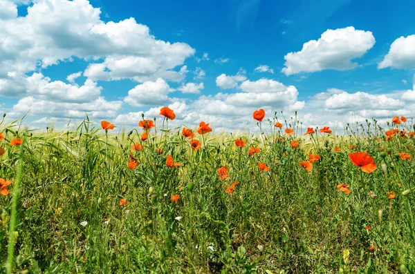 Amapolas rojas en un campo verde bajo un cielo con nubes — Foto de Stock