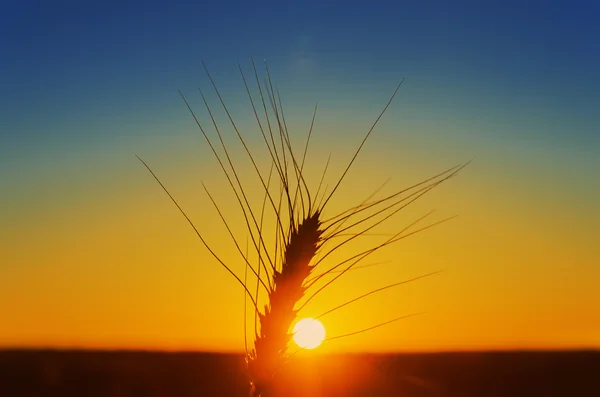 Zonsondergang over veld en rijp oogst — Stockfoto