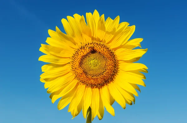Goldener Sonnenblumenkopf mit Biene und tiefblauem Himmel — Stockfoto