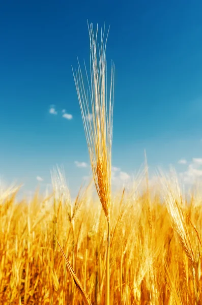 Golden harvest and deep blue sky — Stock Photo, Image