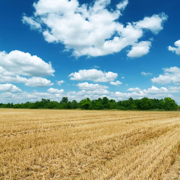 Agricultural field after harvesting under deep blue sky with clo — Stock Photo, Image