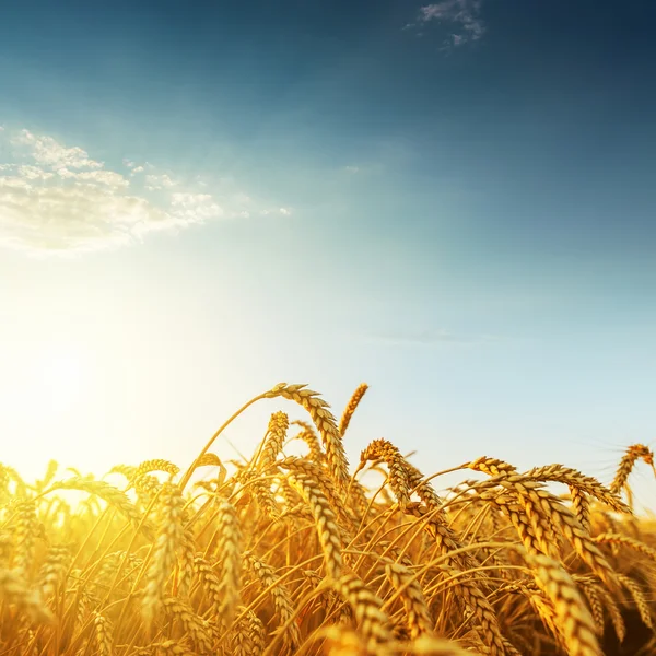 Gouden oogst op zonsondergang — Stockfoto