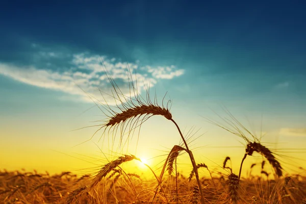 Raccolta d'oro sotto cielo nuvoloso blu al tramonto — Foto Stock