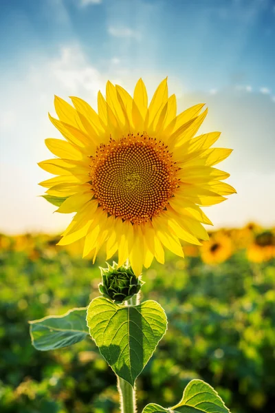 Closeup girasol en campo en el atardecer —  Fotos de Stock