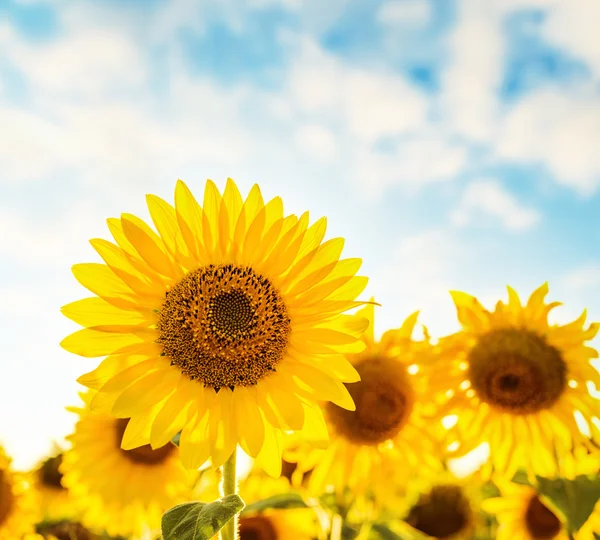 Schöne Sonnenblumen Feld und blauer Himmel bei Sonnenuntergang — Stockfoto