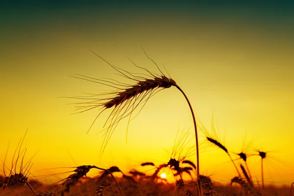 Zonsondergang op veld. silhouet van gerst — Stockfoto