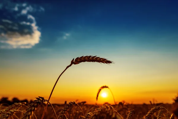 Ухе пшеницы на поле и закат — стоковое фото