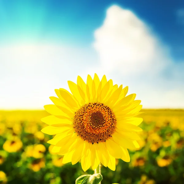 Sunflower over field on sunset in blue sky — Stock Photo, Image