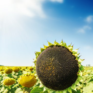 siyah ayçiçeği sahada. yumuşak odak