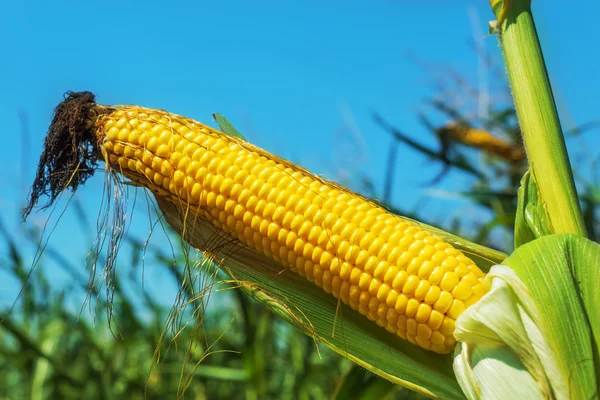 Golden color maize on stem — Stock Photo, Image