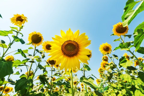 Zonnebloem op veld — Stockfoto