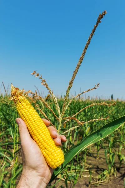 Maíz en mano sobre campo verde — Foto de Stock