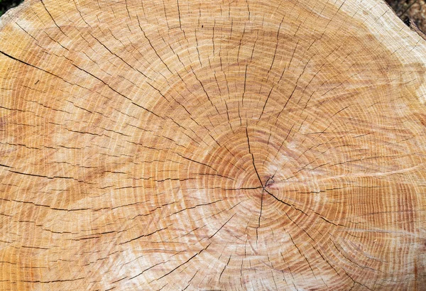 Vista superior do tronco de árvore com secção do tronco com rin anual — Fotografia de Stock