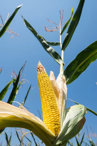 Golden color maize on stem — Stock Photo, Image