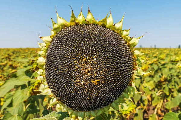 sunflower with black seeds on field