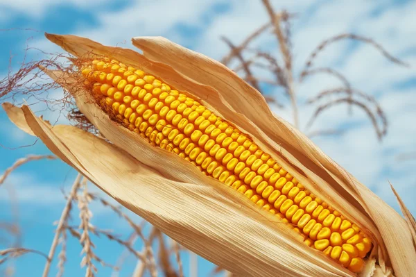 Color dorado maíz en campo —  Fotos de Stock