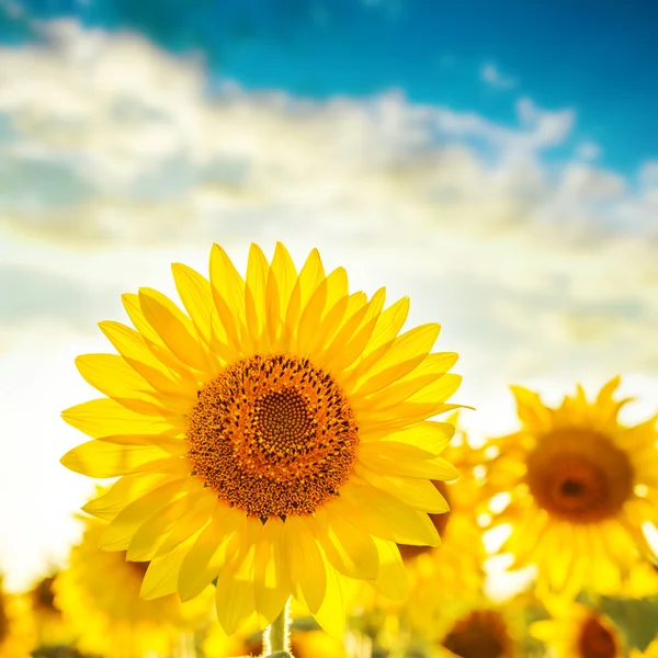 Golden color sunflower on field and sunset — Stock Photo, Image