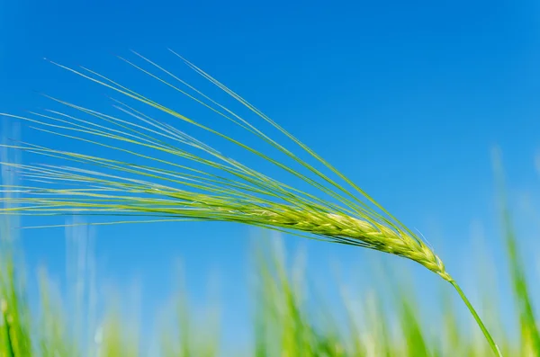 Green barley on field and deep blue sky — Stock Photo, Image
