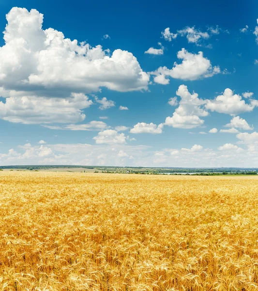 Campo de la agricultura con la cosecha de oro y las nubes en cielo azul — Foto de Stock