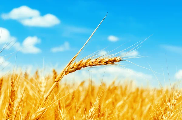 Oreja de trigo de color dorado en campo. enfoque suave —  Fotos de Stock