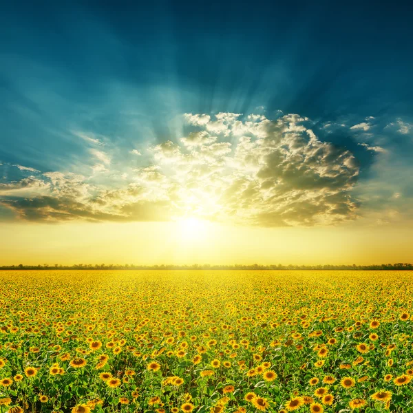 Field with sunflowers and sunset in clouds — Stock Photo, Image