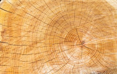 Kesilmiş ağaç gövdesinin ahşap dokusu