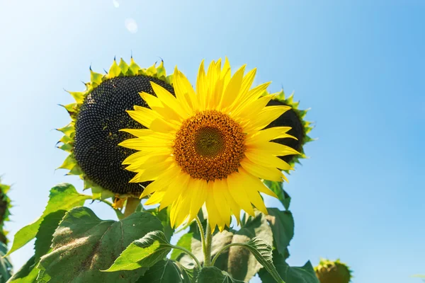 Flower of sunflower and black head — Stock Photo, Image