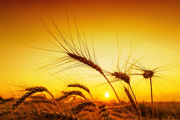 Pôr do sol laranja sobre o campo de colheita — Fotografia de Stock