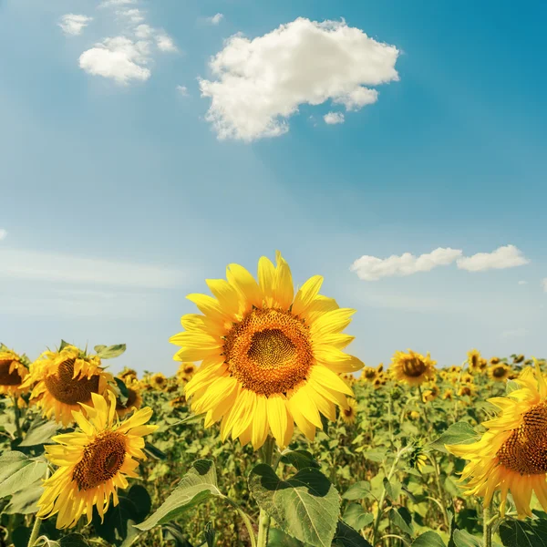 Tournesols sur champ sous un ciel nuageux — Photo