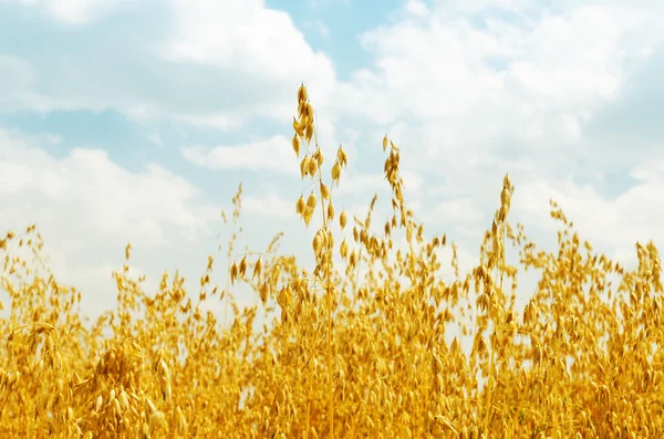 Gouden oogst van haver op veld — Stockfoto