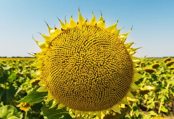 Floarea-soarelui după curgere — Fotografie, imagine de stoc
