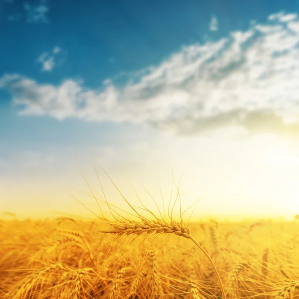 Golden harvest på sunset — Stockfoto