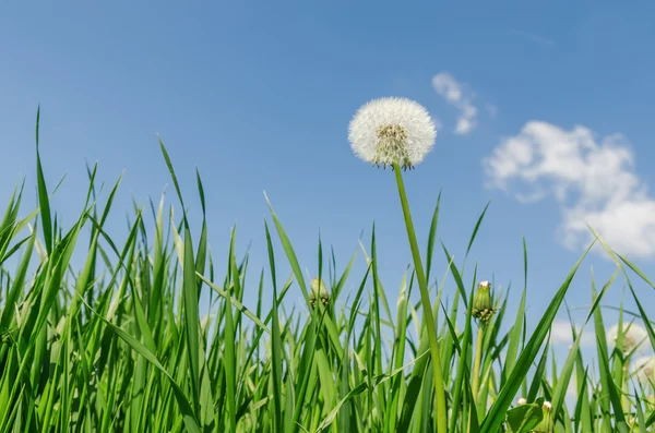 White dandelion in green grass — Stock Photo, Image