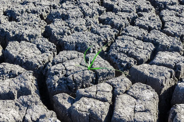 Poco pasto verde en el desierto — Foto de Stock