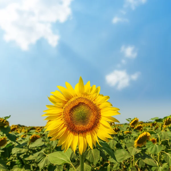Sunflower on field close up and clouds over it. soft focus — Stock Photo, Image