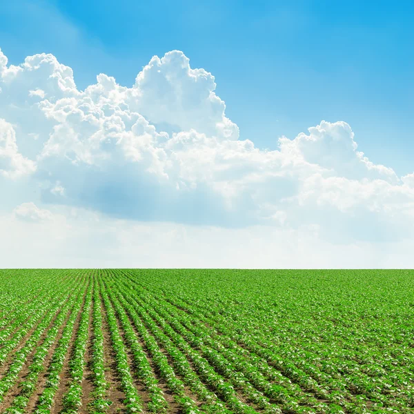 Groen veld en blauwe lucht met wolken — Stockfoto