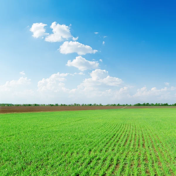 Witte wolken in blauwe hemel over groene lente veld — Stockfoto