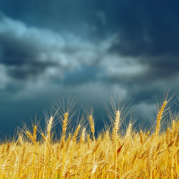 Récolte d'or sur champ et ciel dramatique. avant la pluie — Photo