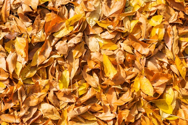 Golden color leaves as background on autumn — Stock Photo, Image