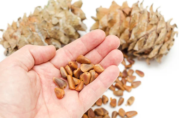 Cedar nötter i hand över kottar — Stockfoto