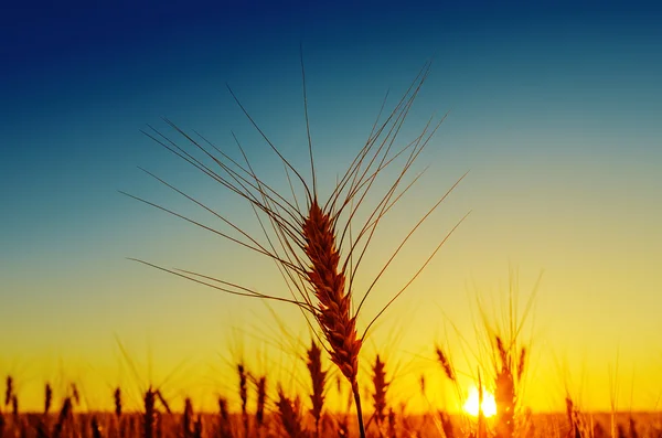 Zonsondergang over veld met oogst — Stockfoto