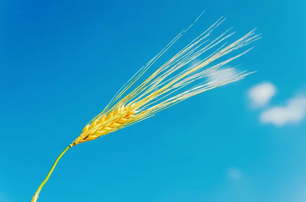 Golden wheat ear under blue sky — Stock Photo, Image