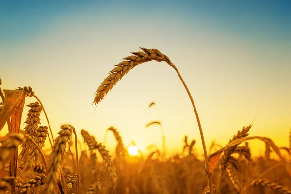 Gouden oogst en zonsondergang over veld — Stockfoto