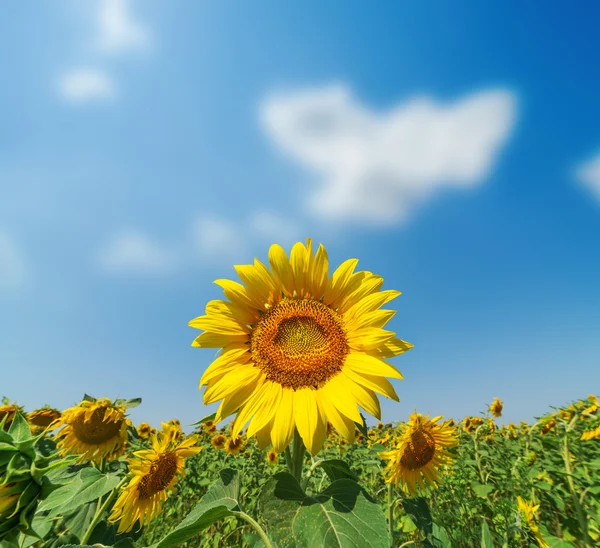 Girasol primer plano en el campo. enfoque suave —  Fotos de Stock