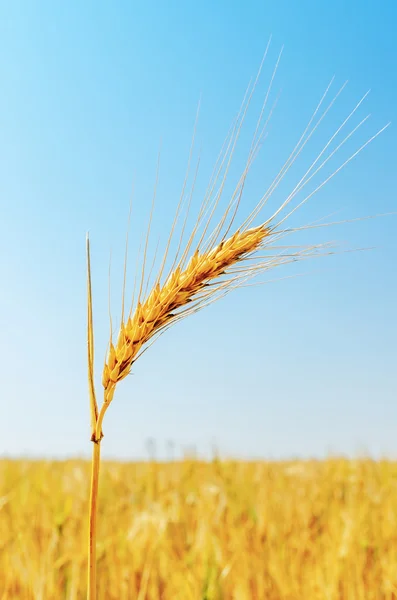 Golden wheat ear closeup on field — Stock Photo, Image